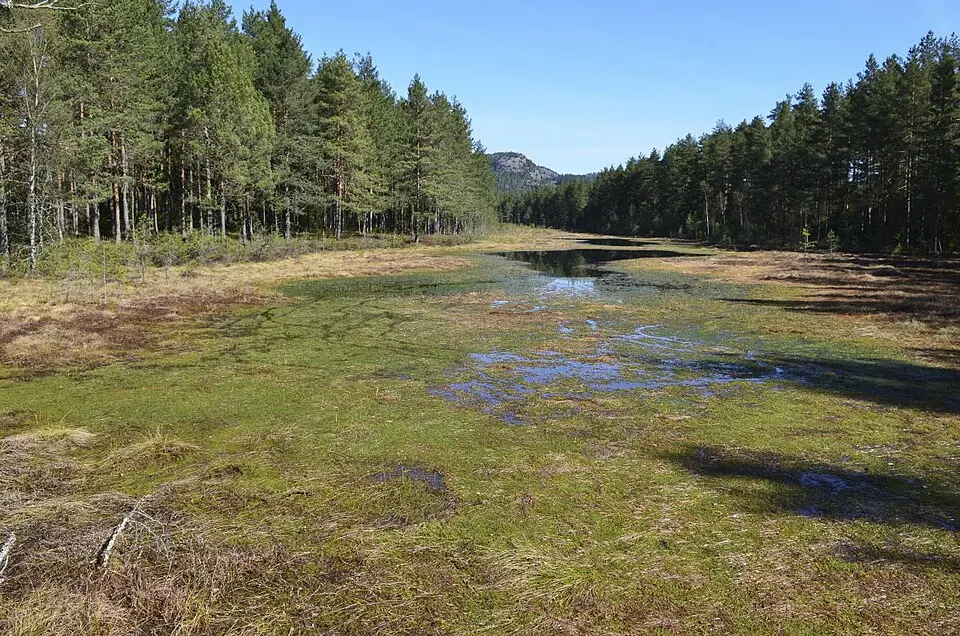 Kringlemyr naturreservat
