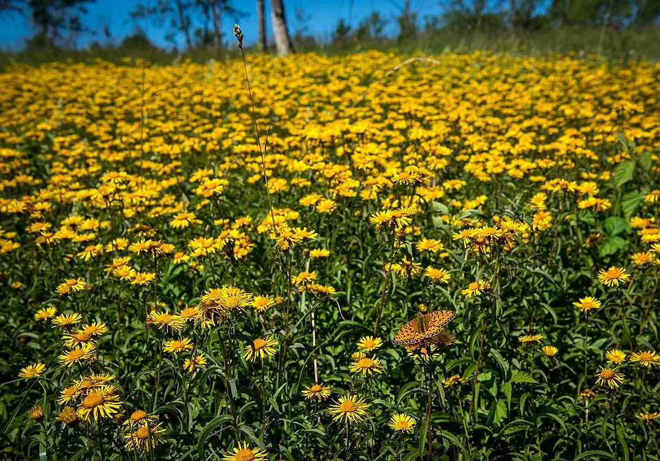 Råbäcks naturreservat
