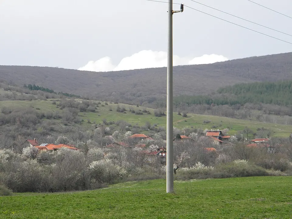 Крива круша