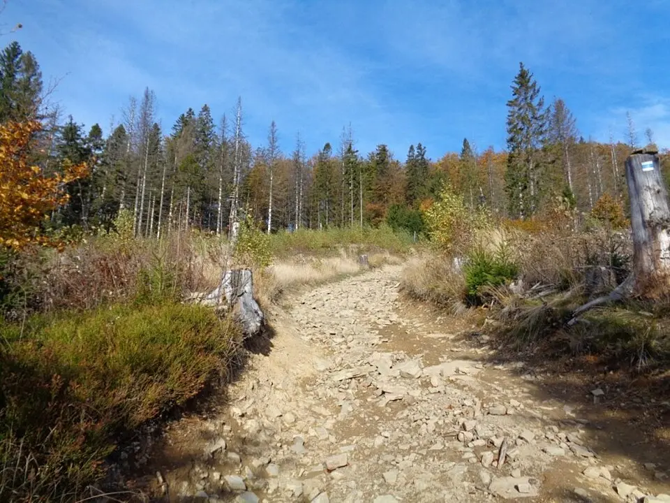 Krkavice