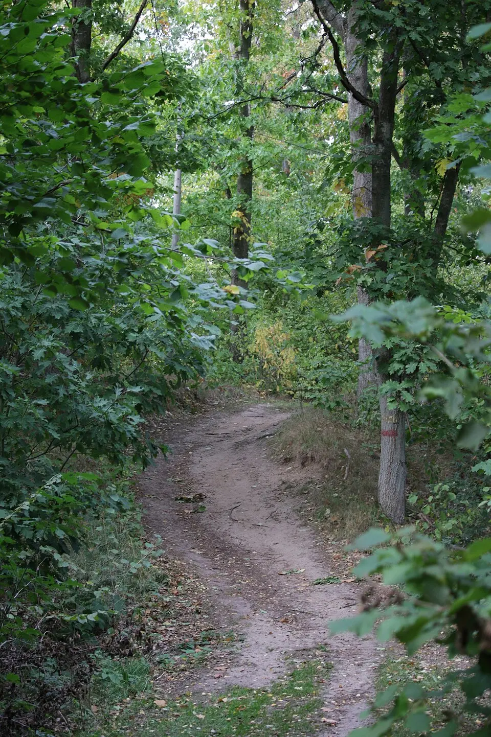 Kronoskogen