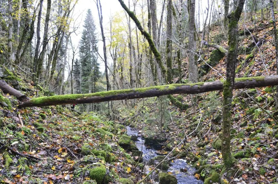 Krøsstjernåsen naturreservat
