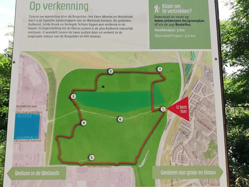 De Kuifeend