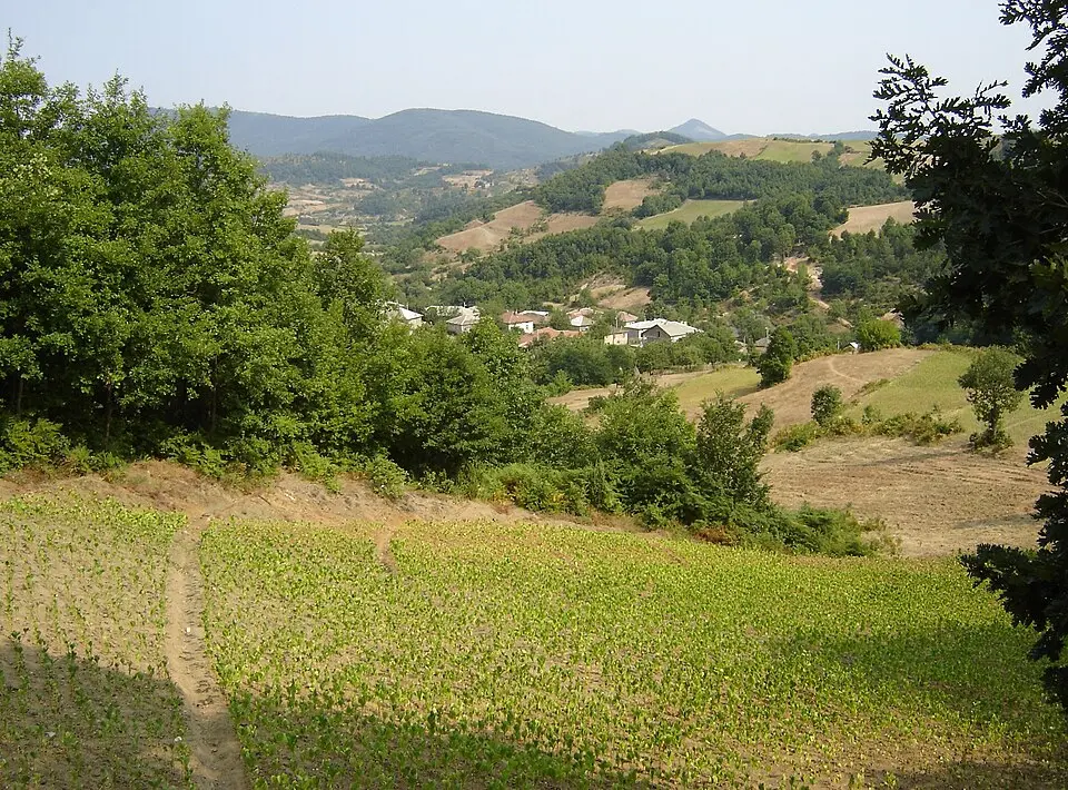 Кукуряк