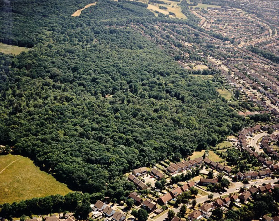 Great Wood and Dodd's Grove