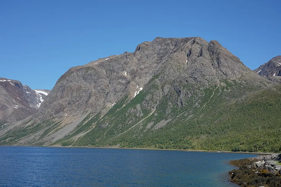 Fjelltindnasen