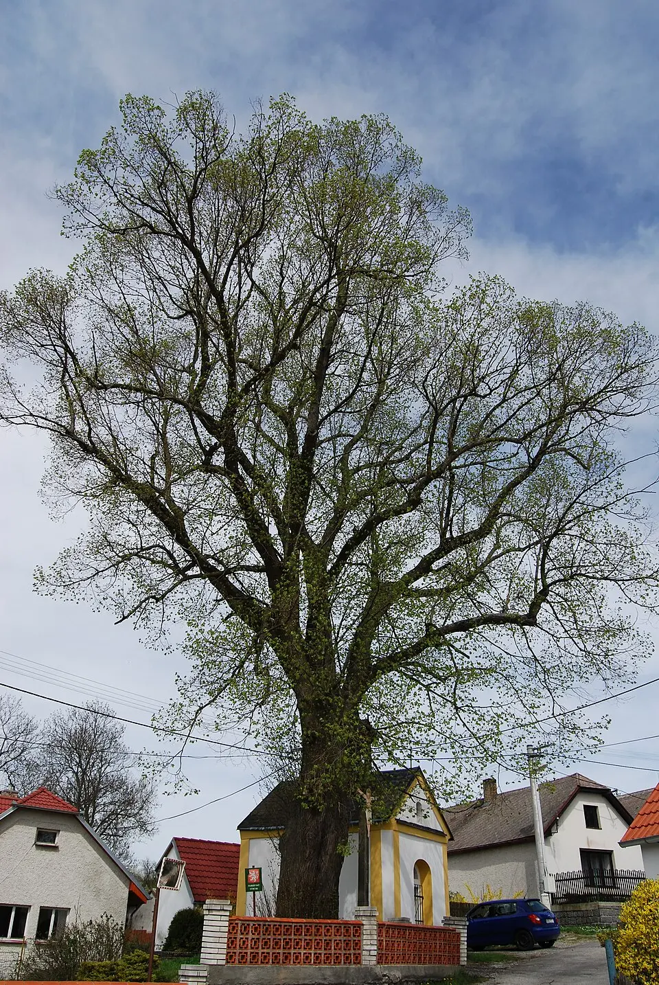 Květuš