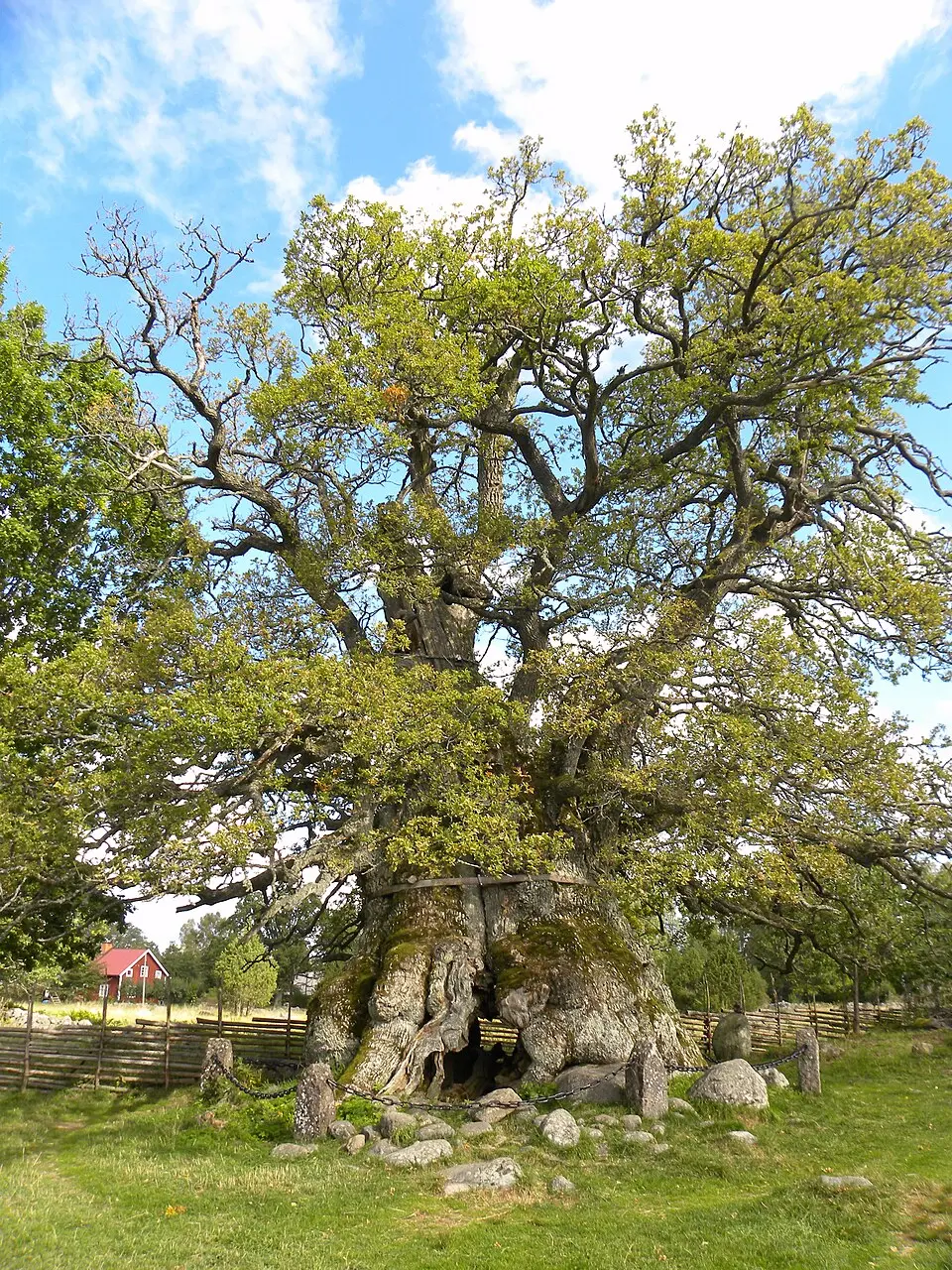 Rumskullaeken
