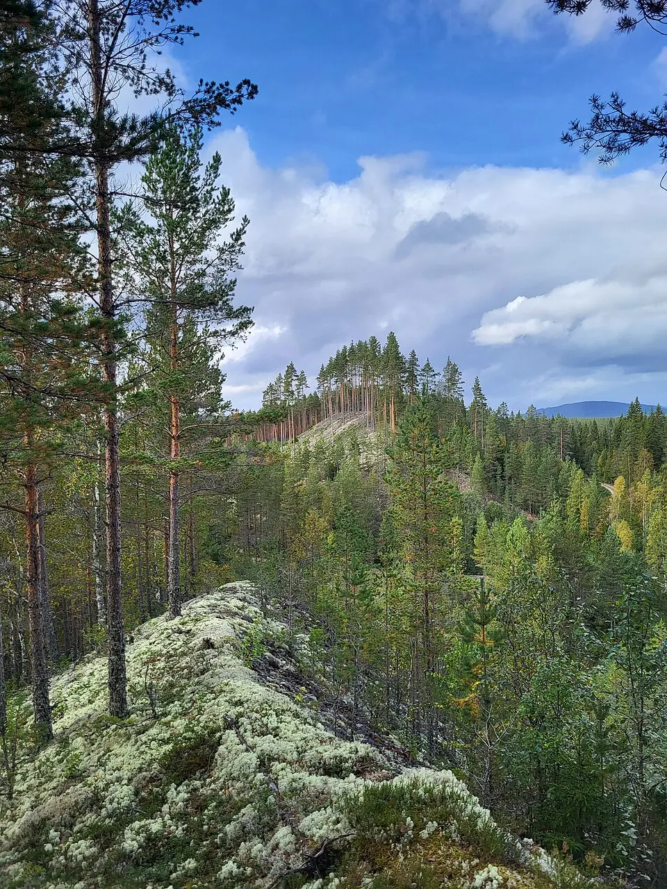 Kynneggene naturreservat