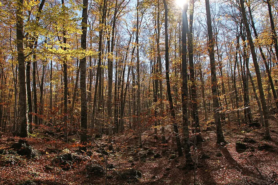 Fageda d'en Jordà