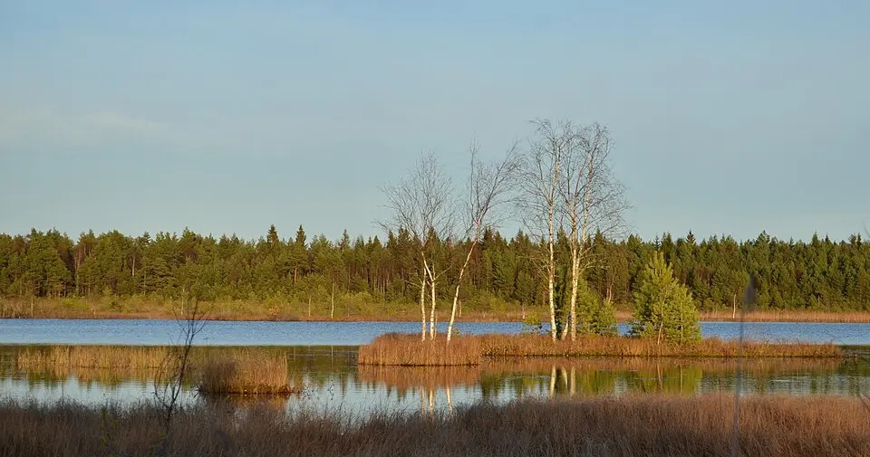 Orkjärve looduskaitseala