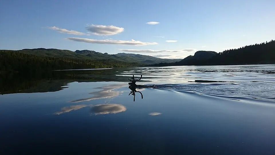 Laisdalens fjällurskog