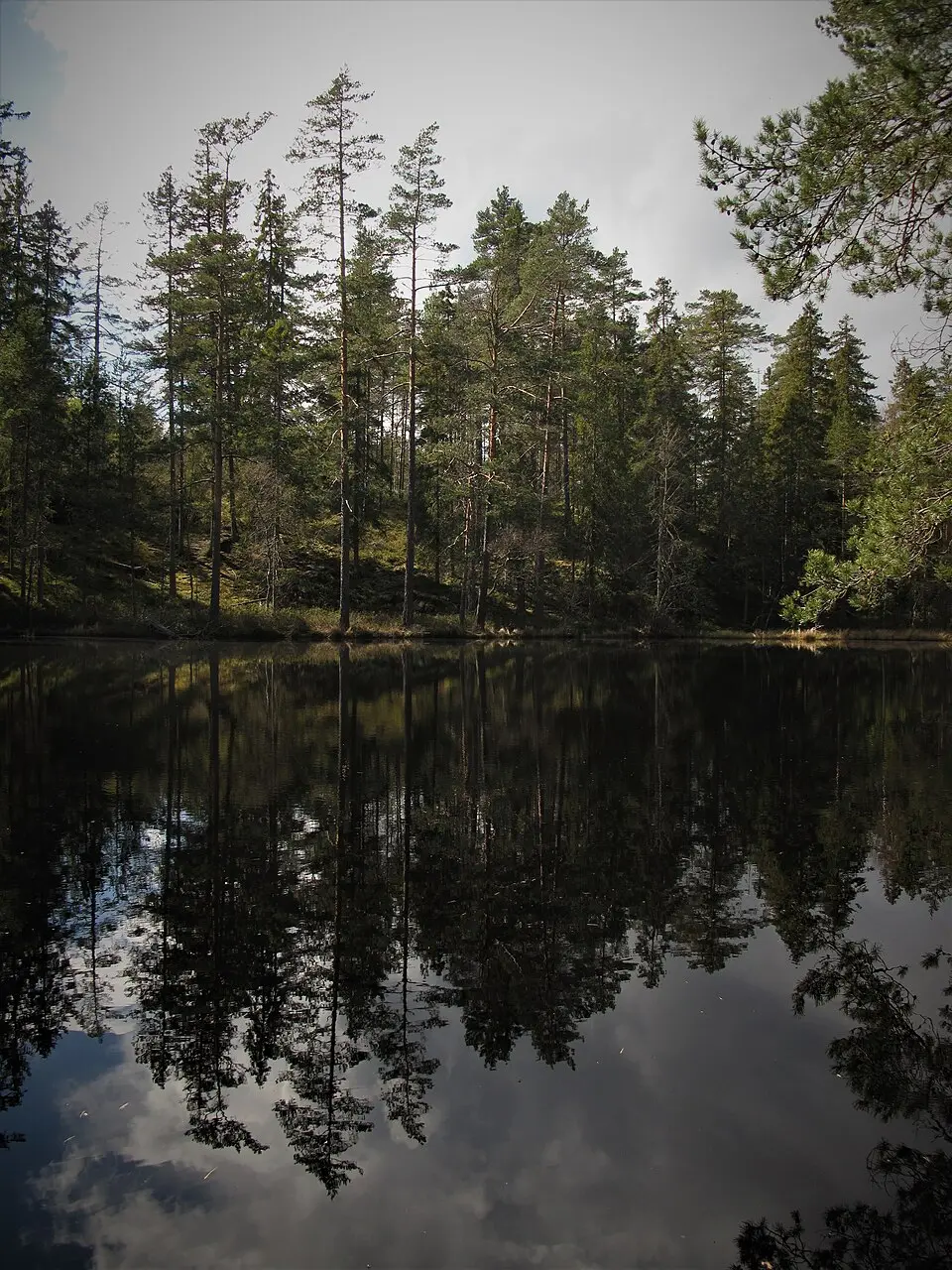 Rödgölen