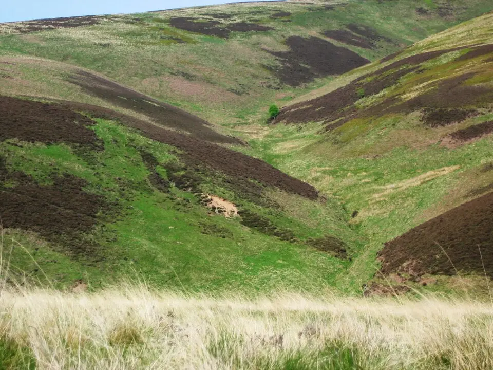 Lammermuirs