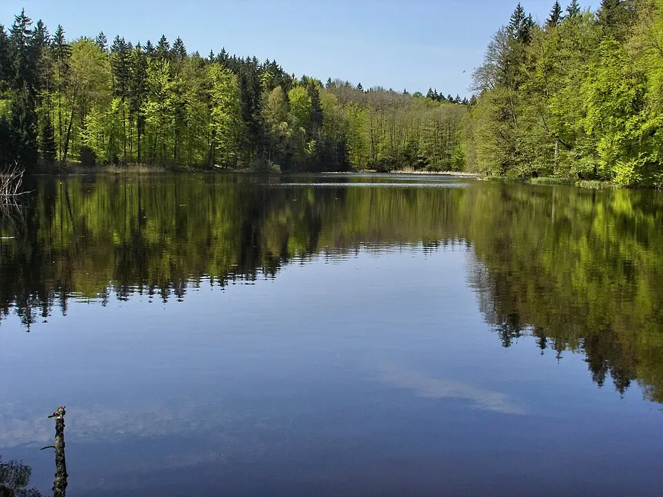 Altdorfer Wald