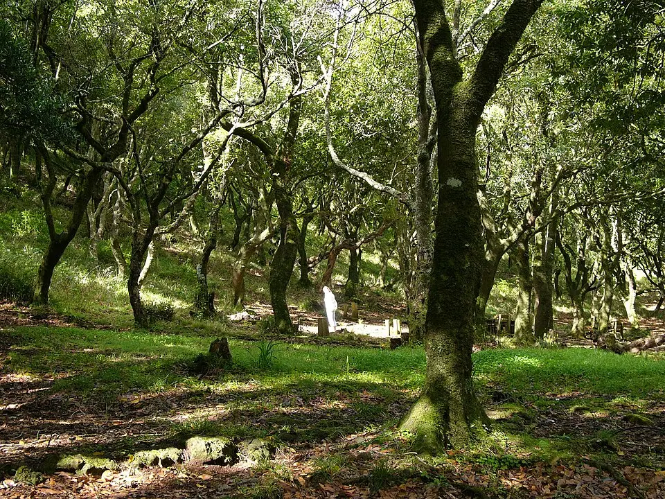 Floresta Laurissilva na Madeira