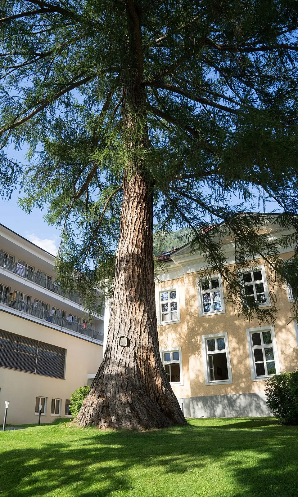 Lärche im Garten der Villa Pyrker