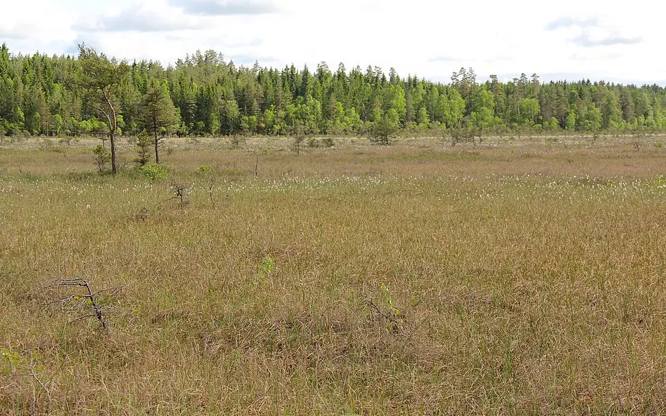 Lärkemossens naturreservat