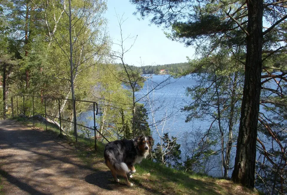 Bild: Holger.Ellgaard · CC BY-SA 3.0 Långsjön