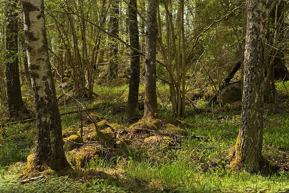 Grönkulla