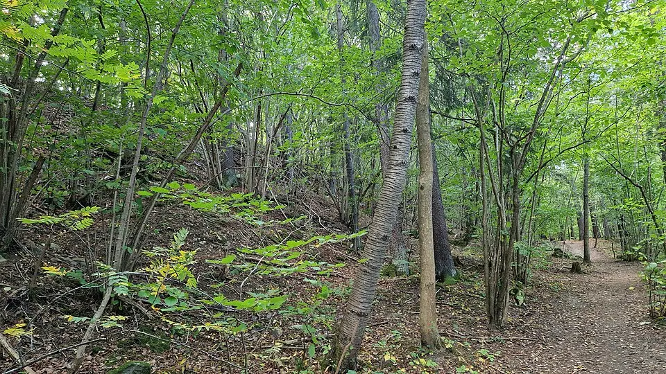 Løkenesskogen naturreservat