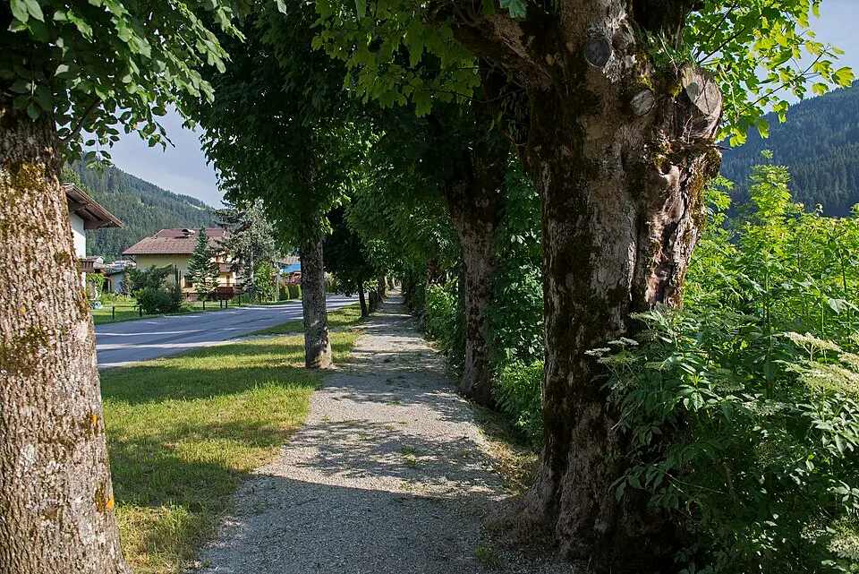 Slika: Kulac · CC BY-SA 3.0 AT Ahornallee in Eben
