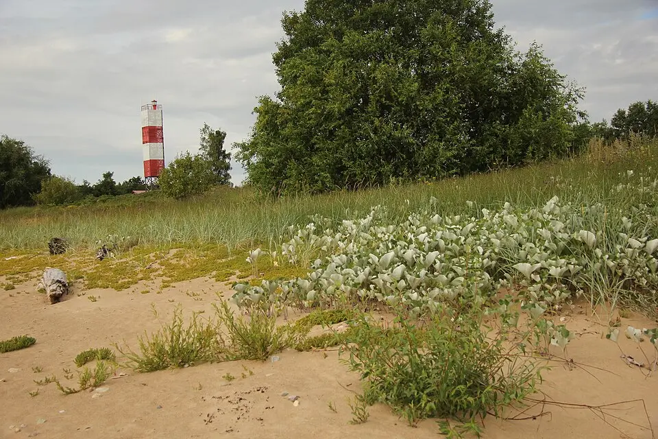 Lāču bāka
