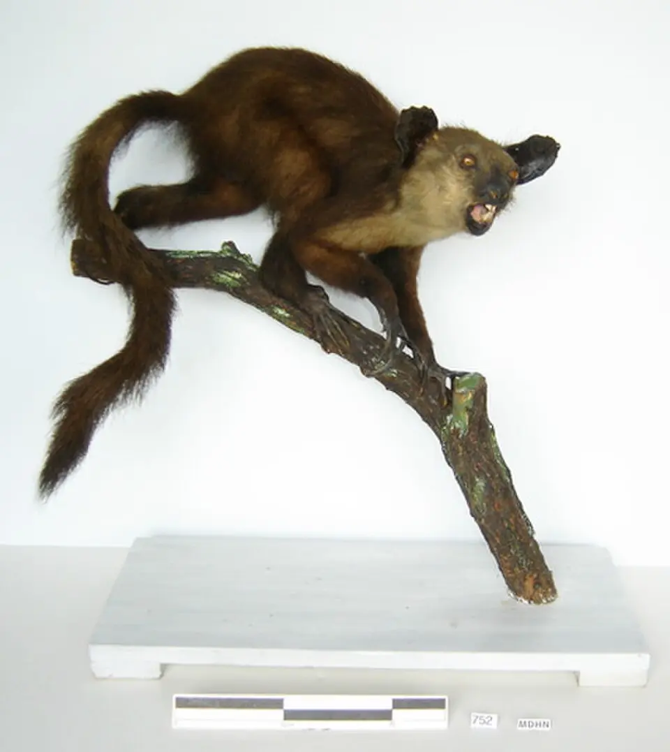 Museo Darder