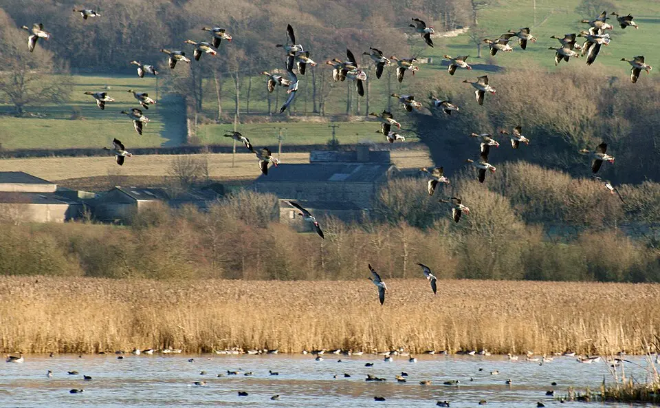 Bild: Gidzy from England · CC BY 2.0 Leighton Moss RSPB reserve