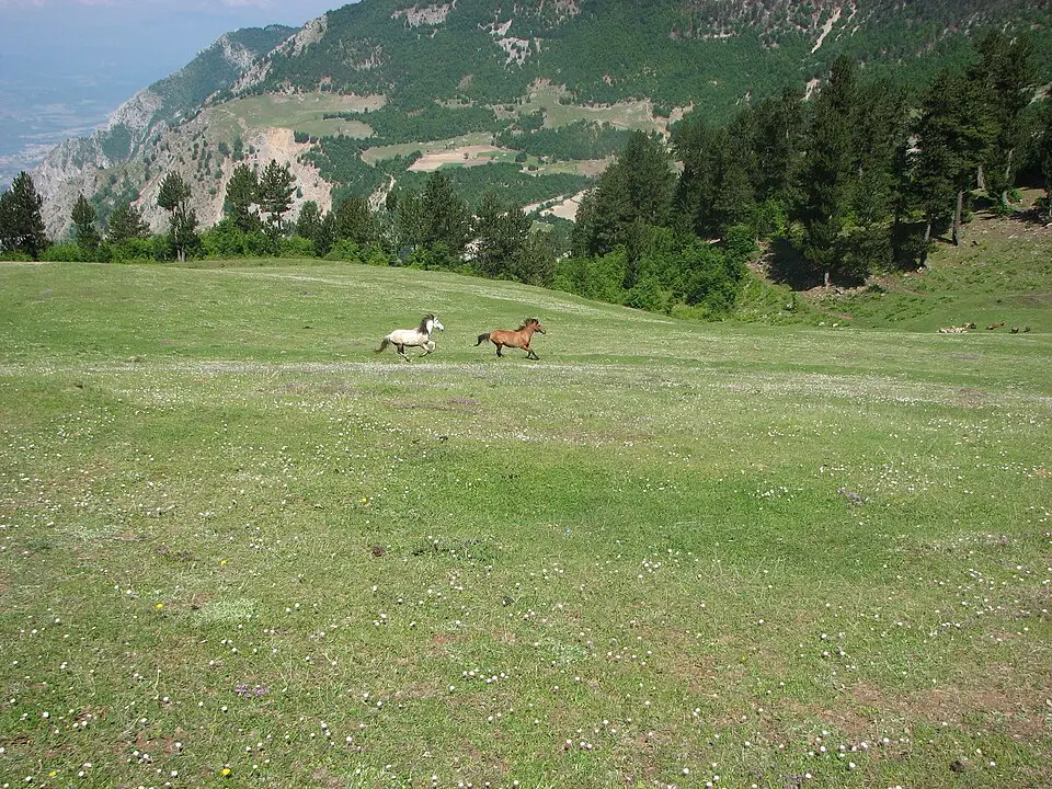 Njësia administrative Zapod