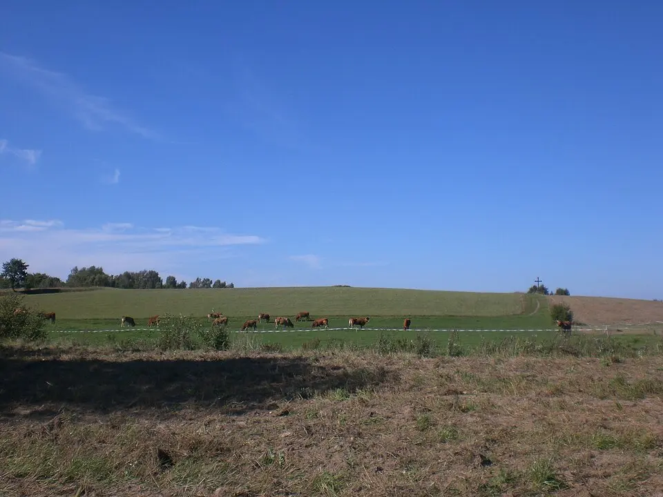 Lesińce