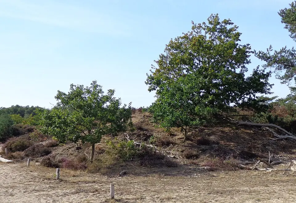 Terrein waarin twee grafheuvels