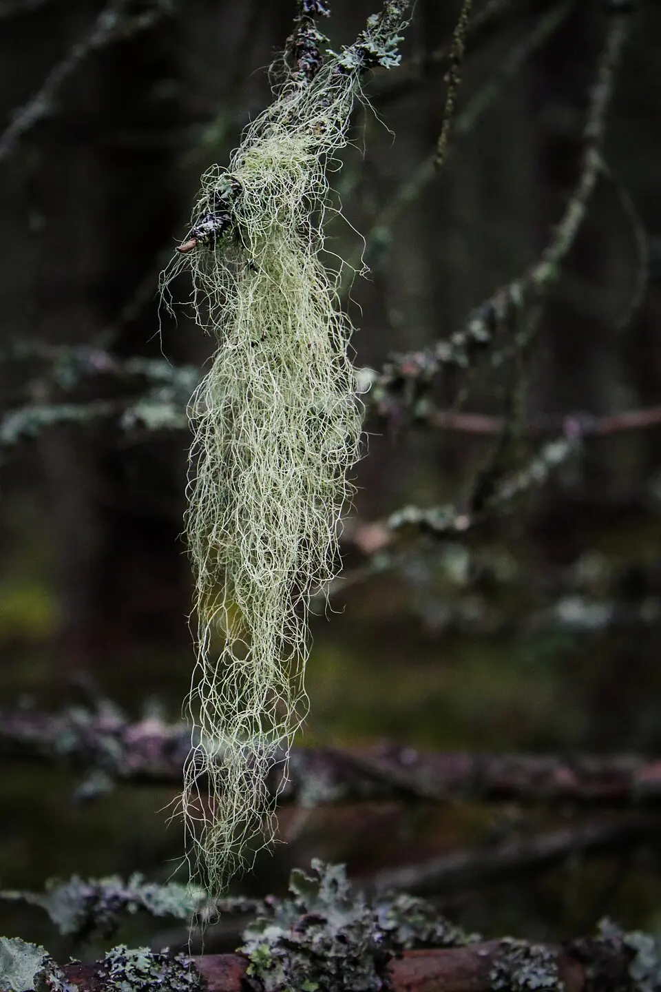 Ryfors gammelskog