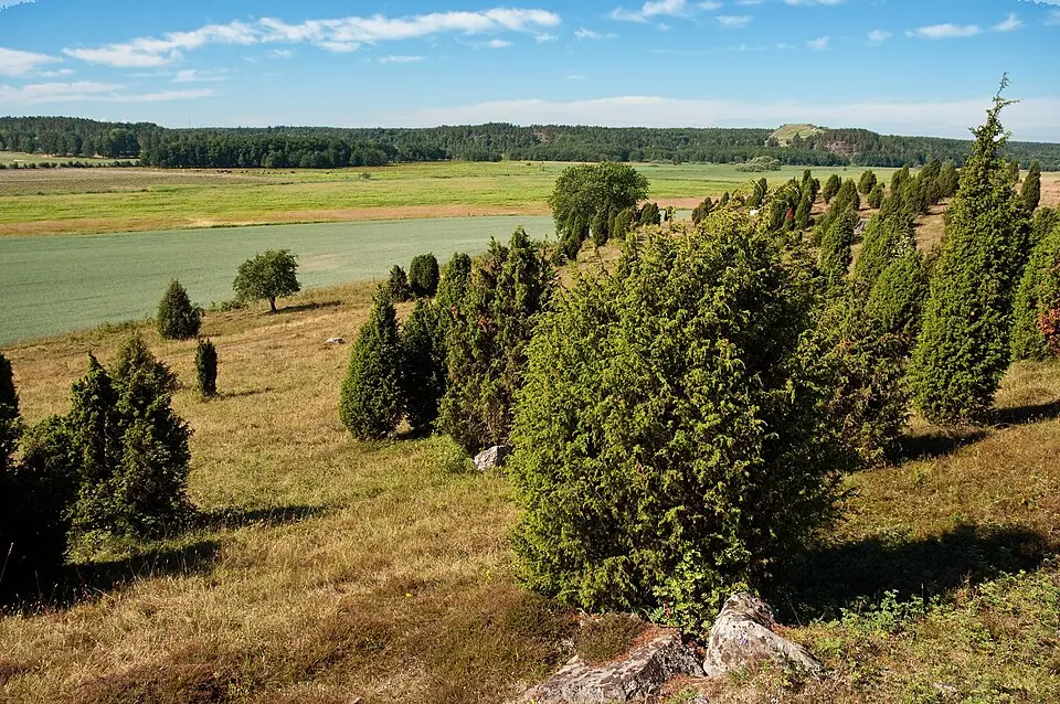 Svanviken-Lindbacke naturreservat