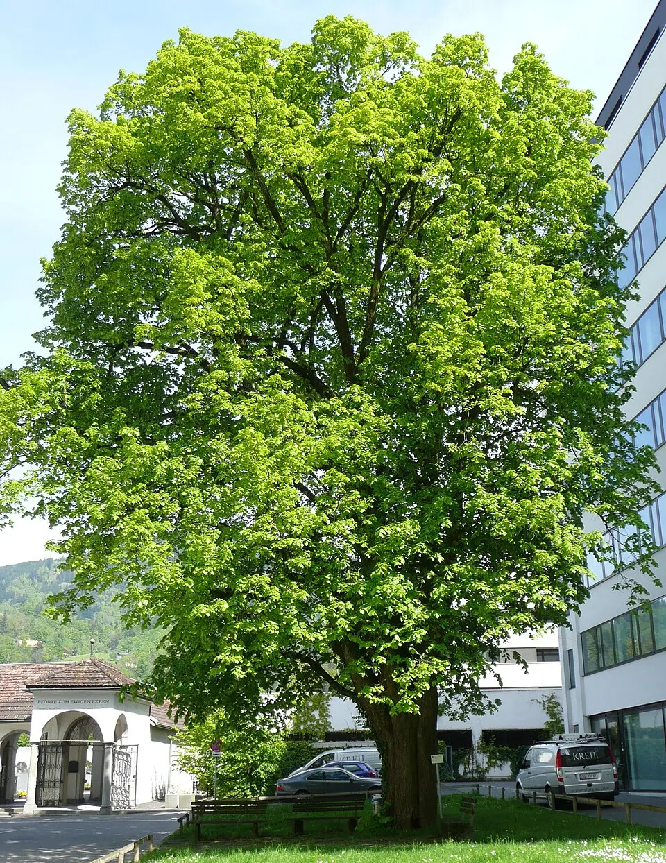 Naturdenkmal Linde (Tilia sp.)