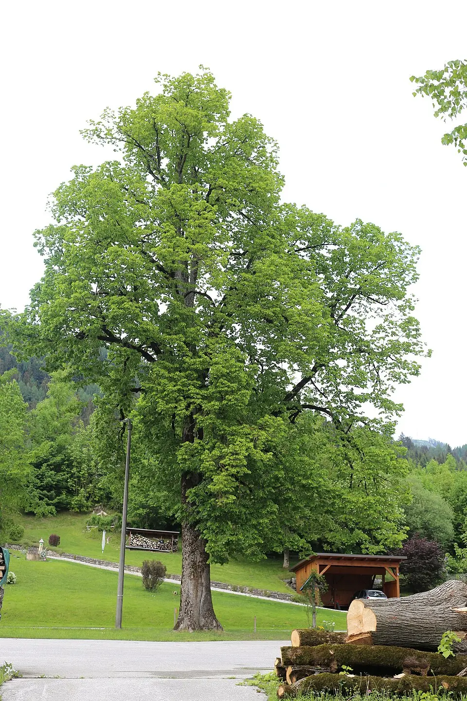 Linde bei der Schöffmannsäge