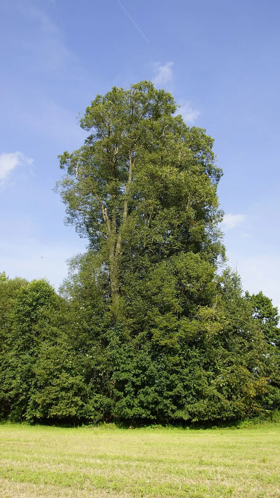 Linde beim Glashüttenteich