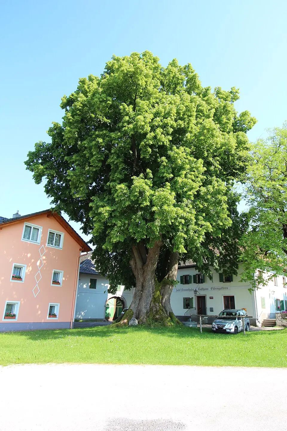 Tausendjährige Linde von Eisengattern