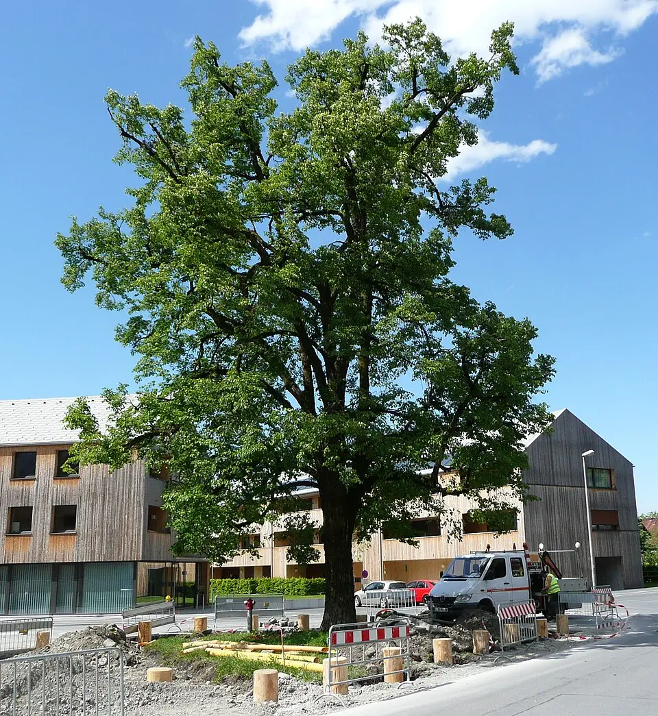 Obrázok: Hatlerdorf · CC BY-SA 3.0 AT Naturdenkmal Linde Hintere Achmühle (Dornbirn)