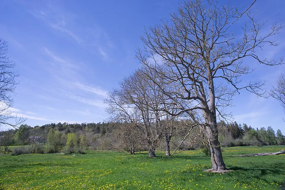 Lindebergets naturreservat