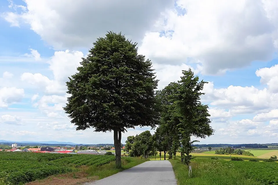 Lindenallee an der Landesstraße 8149