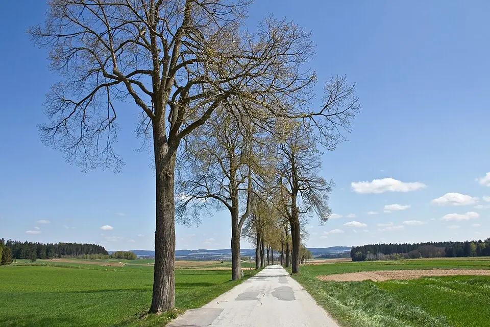 Obrázok: Duke of W4 · CC BY-SA 3.0 AT Lindenallee an der Landesstraße 8112
