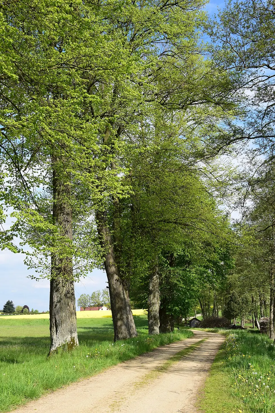 Lindenallee bei Groß-Taxen