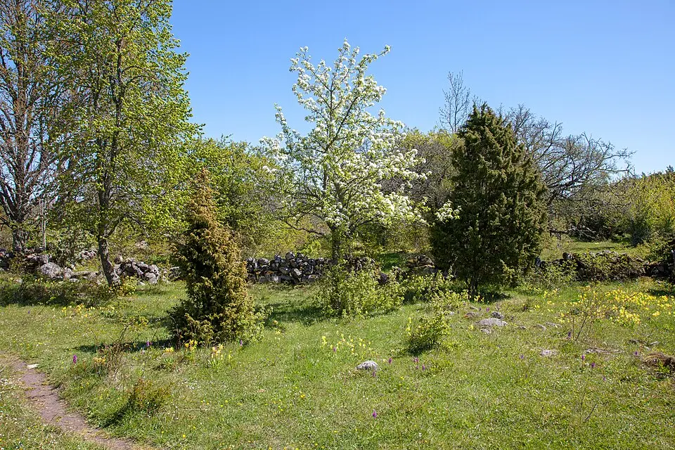 Lindreservatet