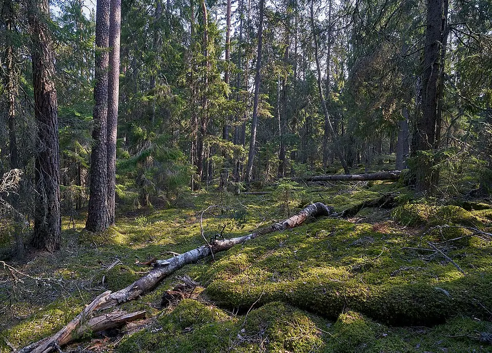 Lindsjön