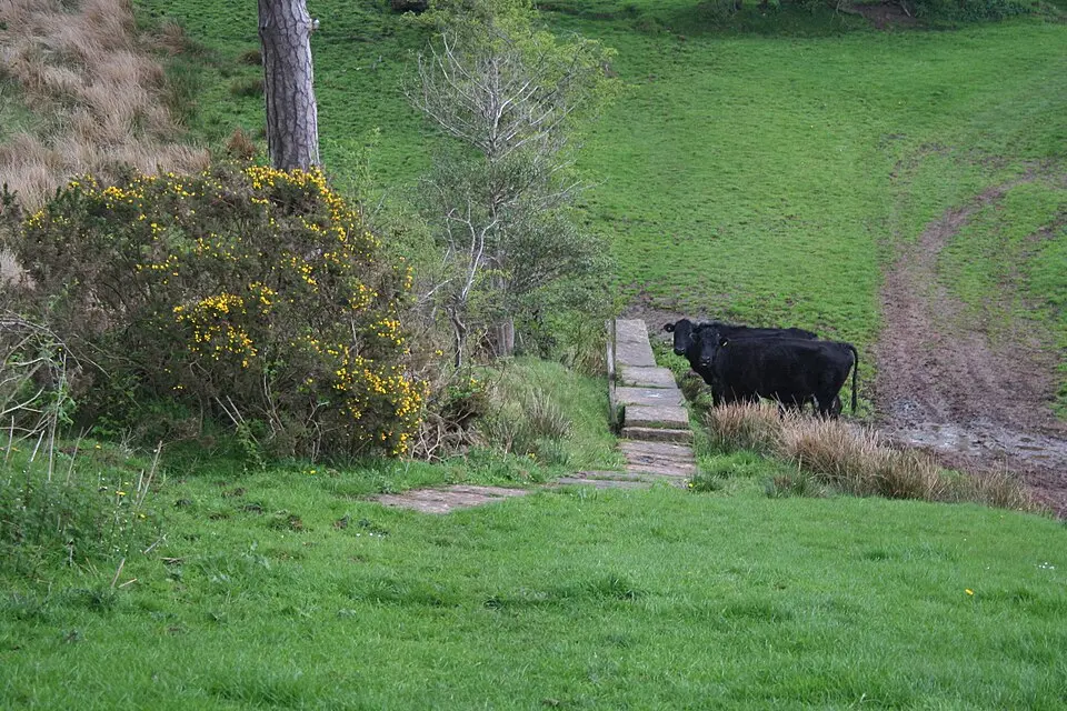 Hadrian's Wall between the road to Garthside and The Centurion Inn, Walton, in wall miles 54 and 55