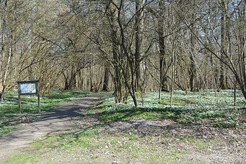 Linnebjär