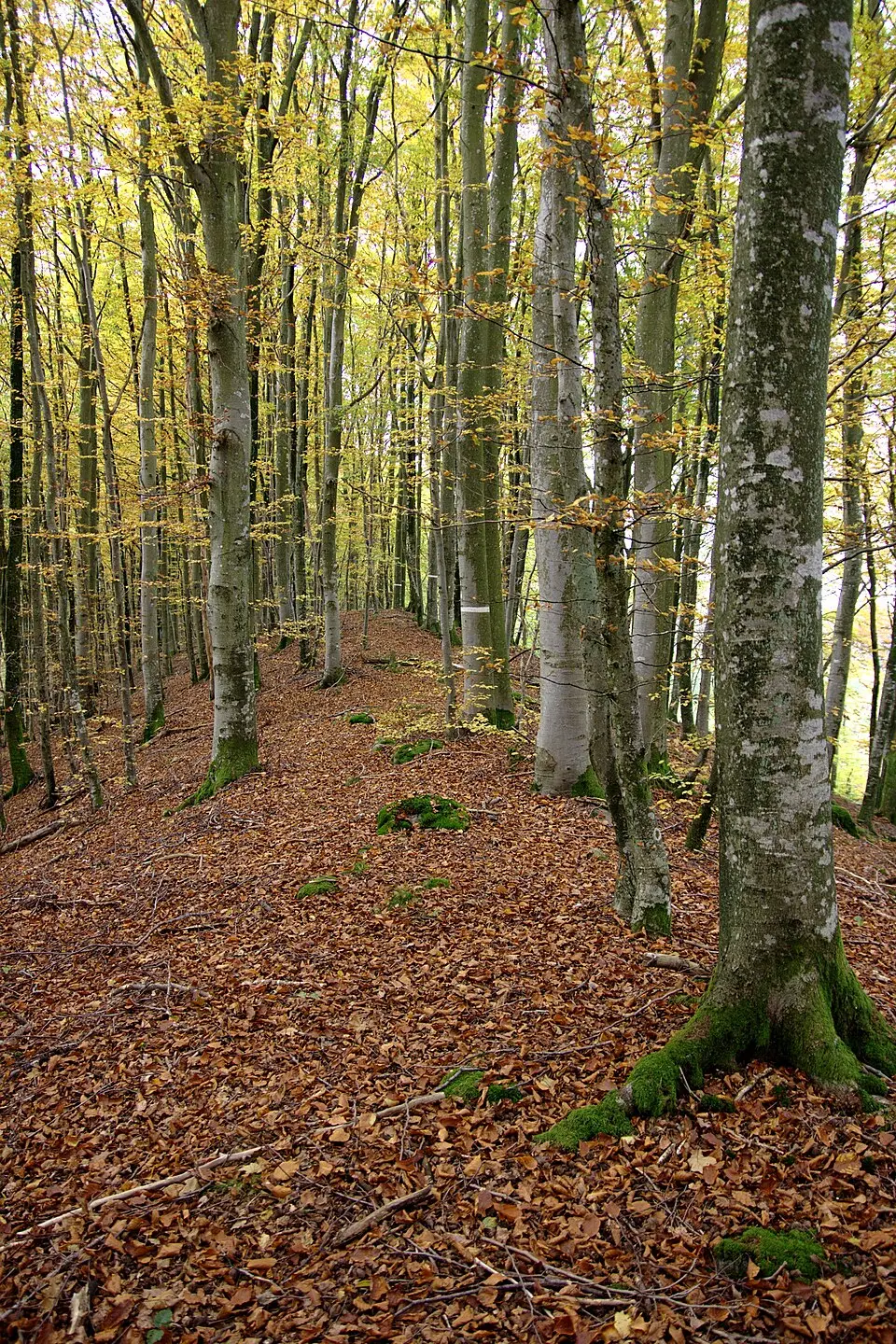 Linneröds naturreservat
