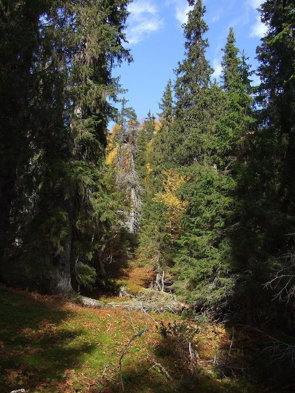 Akkelis fjällurskog