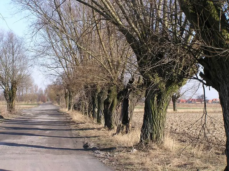 Bild: H. Śmietanka · CC BY-SA 3.0 Kępa Kiełpińska